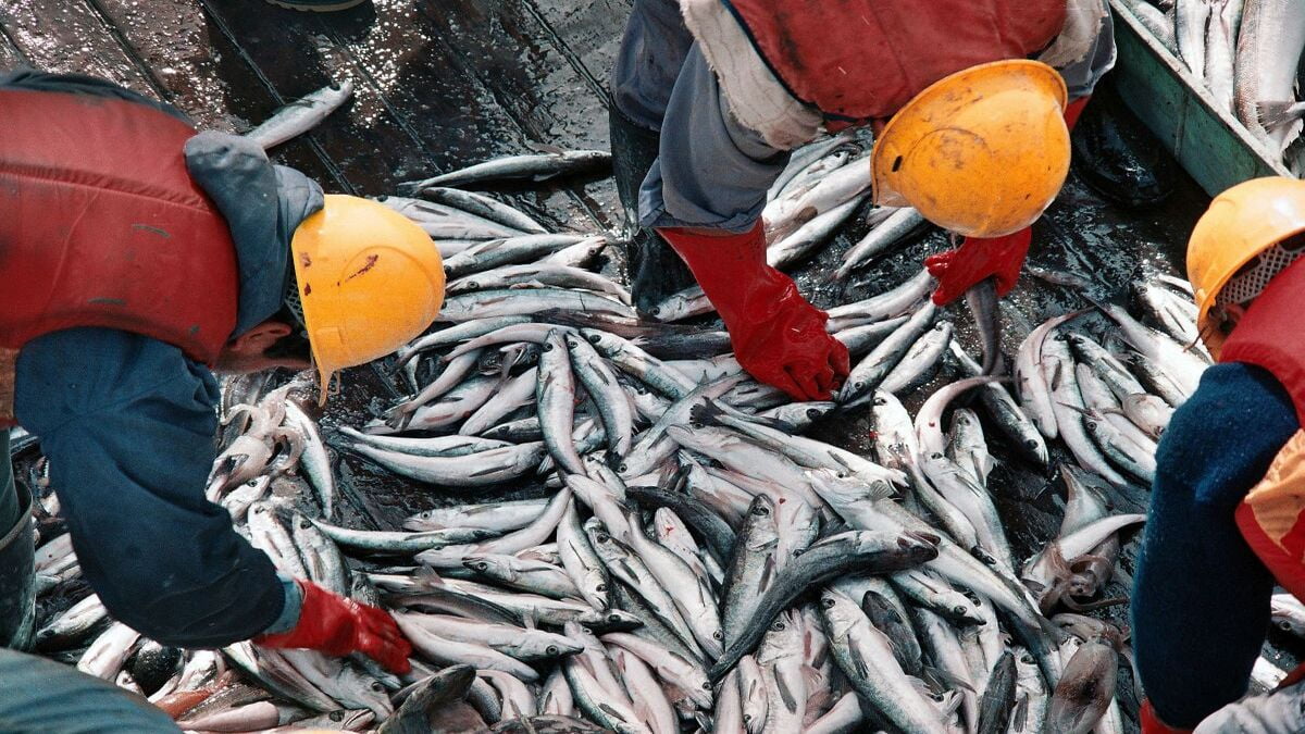 La Industria Naval Crece Impulsada Por La Pesca Y El Bloqueo A Las