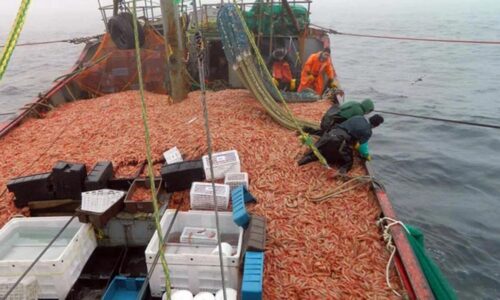 Por qué la pesca de langostinos es clave en el crecimiento de la industria naval