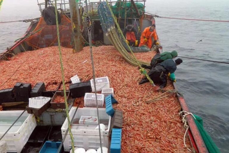 Por qué la pesca de langostinos es clave en el crecimiento de la industria naval