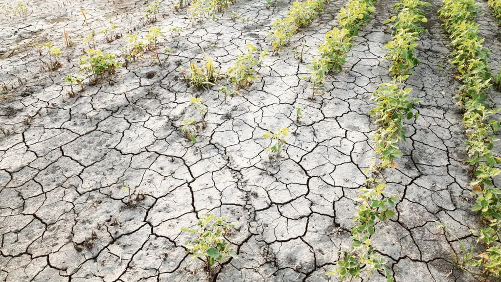 Sequía, agroindustria