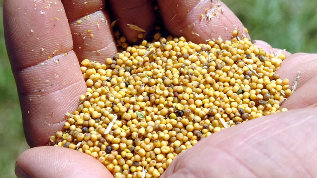 Oleaginosas, biocombustibles, Carinata