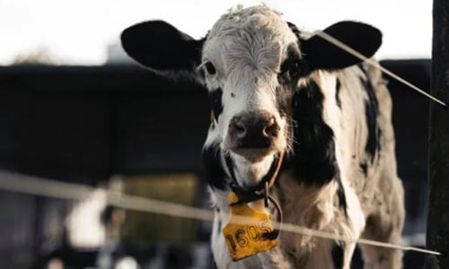 Pelo de Vaca, Litio, Sustentabilidad