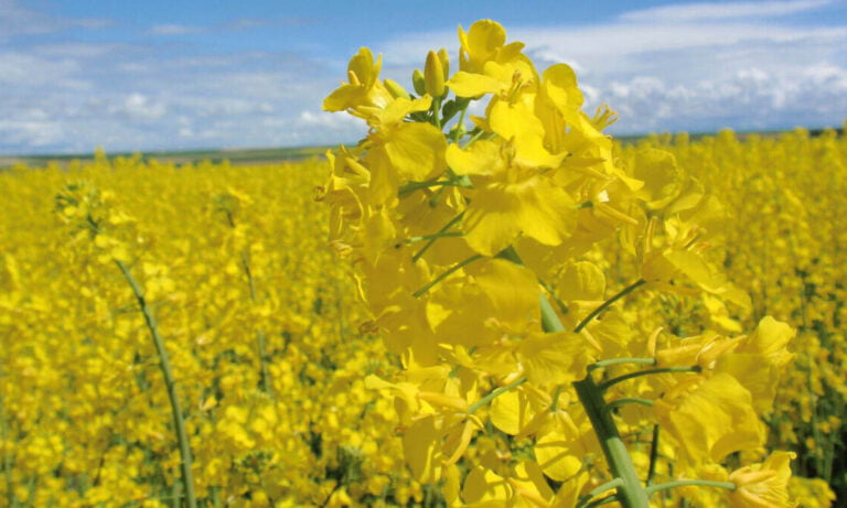 Oleoginosas, Biocombustibles, Sembra Colza, Energías renovables, Cargill
