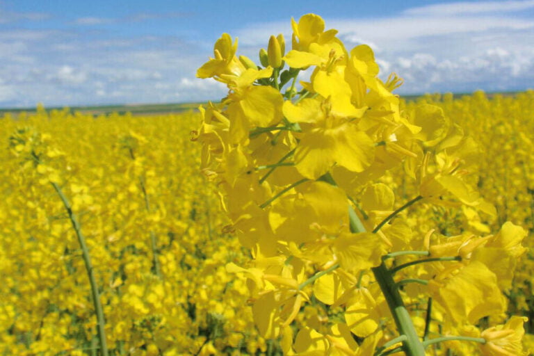 Oleoginosas, Biocombustibles, Sembra Colza, Energías renovables, Cargill