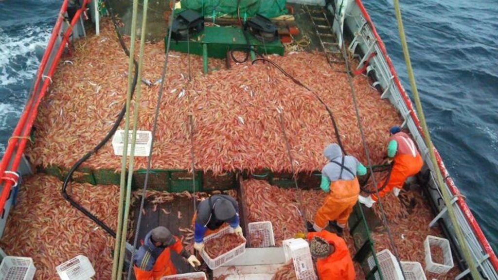 pesca santa cruz, puerto, barco, Chubut