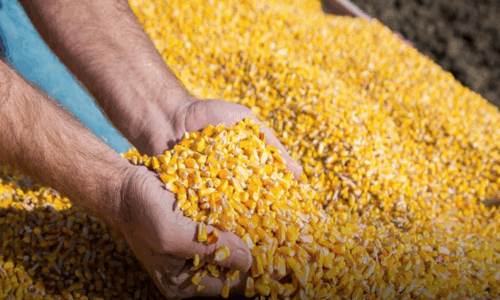 maíz temprano 2026, cosecha récord, producción agrícola, logística portuaria, Gran Rosario, SAGyP, rendimiento de cultivos, mercado de granos,