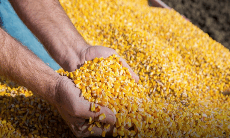 maíz temprano 2026, cosecha récord, producción agrícola, logística portuaria, Gran Rosario, SAGyP, rendimiento de cultivos, mercado de granos,