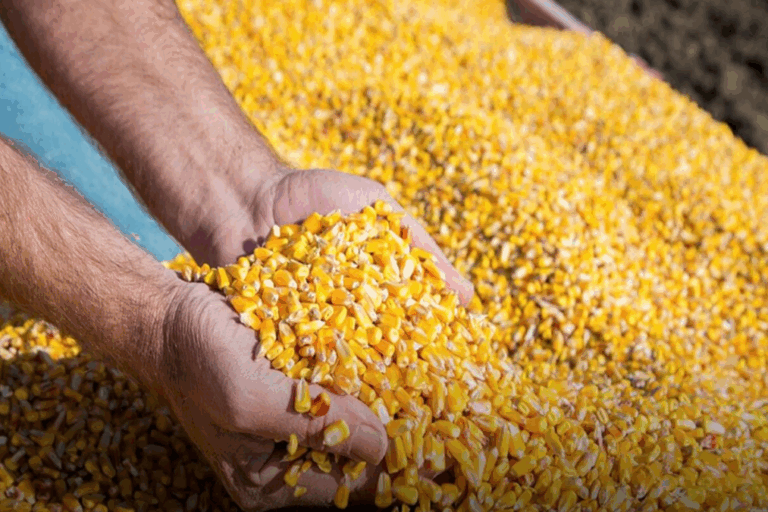 maíz temprano 2026, cosecha récord, producción agrícola, logística portuaria, Gran Rosario, SAGyP, rendimiento de cultivos, mercado de granos,